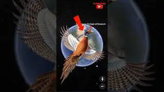 Ring-necked Pheasant in Google Earth and Google maps #shorts