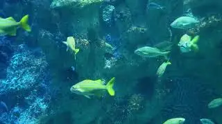 41 Ocean Coral reef Fish #shorts