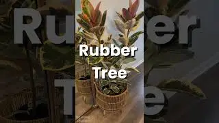 The Most Beautiful Trees You Can Grow Indoors! 🌿🖼️