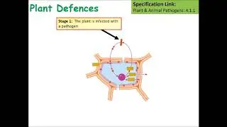 A Level Biology Plant Defences Lesson