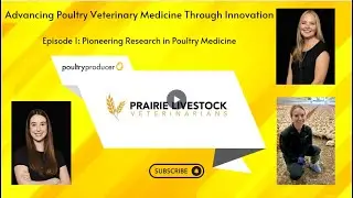Advancing Poultry Veterinary Medicine Through Innovation: Pioneering Research in Poultry Medicine