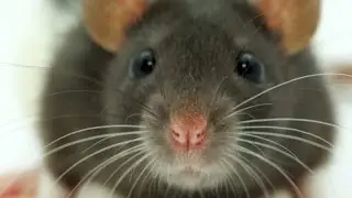 Fearless Mouse