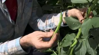 How to grow broadbeans - harvesting