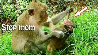 MG..STOP MOM | Why mother monkey,Fauna get angry and warn baby Farrah like this