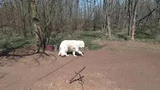 DAZER II kutyariaszt&oacute; teszt. T&eacute;t n&eacute;lk&uuml;l....