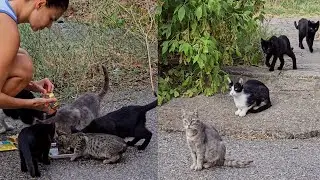 Not a Single Street Cat Will Go Hungry ❤️ Feeding Stray Cats With Love | Love Street Cats