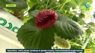 МИР24 Sweetberry Armenia
