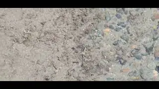 Goby blends in with the tidal pool rocks.