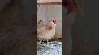criat&oacute;rio trindade #modelados #chicken