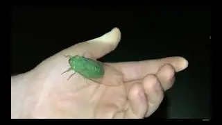 Green Cicada Screams ! ;)