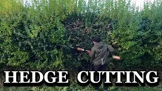 HEDGE TRIMMING Privet Ligustrum
