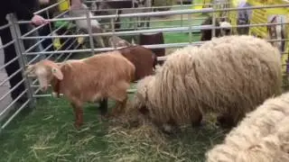 Ian's mobile farm at York