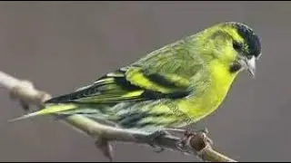 تغريد طائر النعار الأوراسي للتحفيز على الغناء