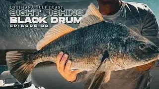 Sight Fishing Louisiana's Gulf Coast for Big Black Drum - Fishing Tip and Techniques Landed Fishing