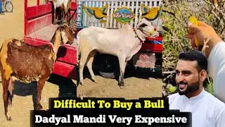 It Became Very Difficult For me To Buy a Bull 🦬 || Dadyal Mandi Very Expensive ||