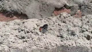 Red Pierrot / Talicada nyseus