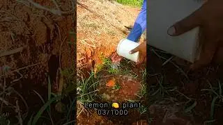 3/1000 Trees🌲 Planted - Every subscriber = One new Tree planted | Subscribe a Tree