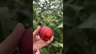 Nectarine, (Prunus persica) Fruit Cutting Skills #cuttinggarden #cuttingfruit #cuttingskills