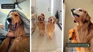 Моя собака думает, что она корова