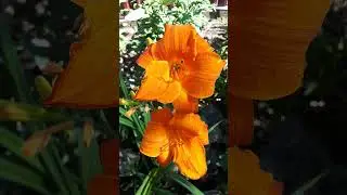 #лилейник #daylily #flowers #garden #plants #perennial #nature #orange #клумба #сад #summer #shorts