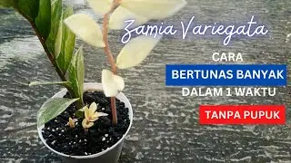 Cara Zamia Variegata Bertunas Banyak Dalam 1 Waktu Tanpa Pupuk Apapun