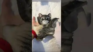most satisfying video on Youtube / satisfying cat #satisfying #oddlysatisfying #asmr