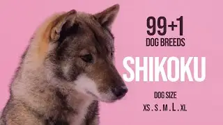 Shikoku / 99+1 Dog Breeds