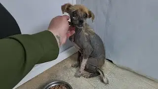 She placed her tiny cheek on my palm, then cried and begged for a few crumbs of food