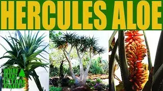 Hercules Aloe -  A large hybrid tree aloe