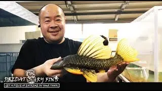 Catching CRAZY MONSTER PLECO for store!