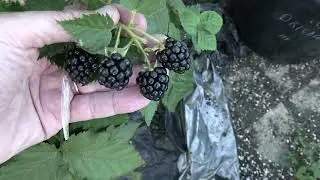 New Thornless Primocane Fruiting Blackberry.