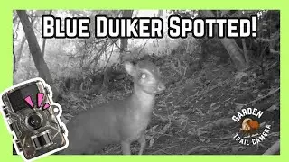 First Blue Duiker Sighting! Rare Trail Cam Footage in Krantzkloof