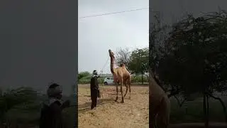 Camel Dance                                        #desert #dance #camel #festival
