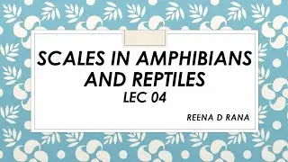 Scales in amphibians and reptiles. BSc. Zoology.