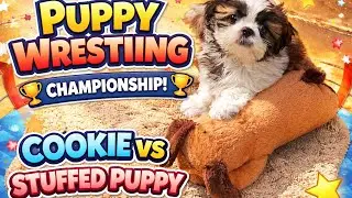 Puppy Wrestling Championship 🏆 | Cookie vs Stuffed Puppy 🧸🐶