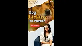 Why Your Dog's PAW Licking Is a Sign of Something BIGGER
