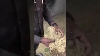 parali burning solution