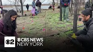 Volunteers hope to reduce wildfire risk in Brooklyn with new vegetation