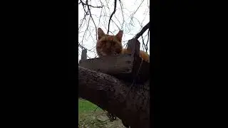 Ana's cats Live Stream
