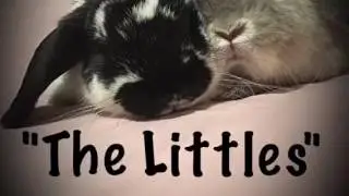 Bunny Conversations #3 Book Trailer