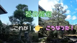 松の剪定｜「金食い虫」と言わせない剪定術を植木屋が実践【クロマツ・Pruning Black Pine】