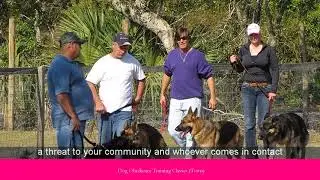 Dog Obedience Training Classes (Town)