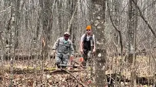 11/8/25 the guys drag the 10 point  big deer 