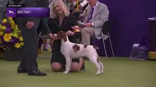 Brittanys | Breed Judging 2026