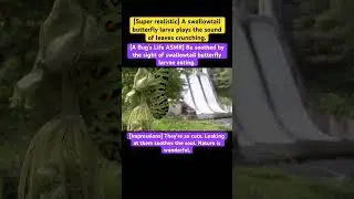 [A Bug's Life ASMR] Be soothed by the sight of swallowtail butterfly larvae eating. #song #music