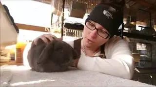 How to tell if my rabbit is pregnant - Palpating - Part 2