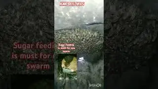 willow tree log hive #swarm#bees#honey#save nature#shorts
