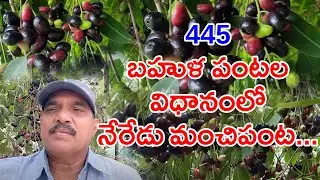 Neredu (kalajamun) is one of the best alternative crop for extra income||hari babu||natural farming
