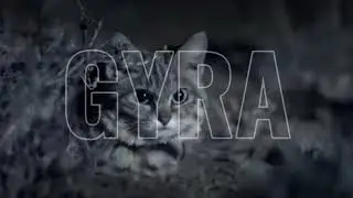 GYRA BLACK FOOTED CAT
