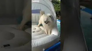 Sad Husky Checks On Popped Float | #shorts